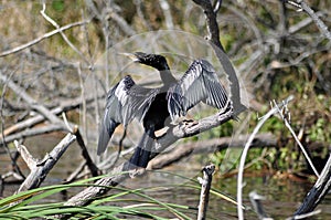 Beautiful anhinga bird