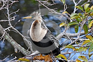 A beautiful anhinga by the pond, waiting to be dry.