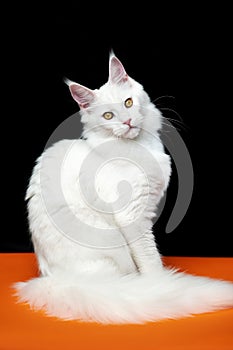 Beautiful animal American Forest Cat sitting on orange and black background, looking at camera