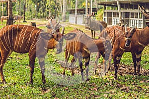 Beautiful animal - big eastern bongo antelope, extremely rare animal