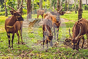 Beautiful animal - big eastern bongo antelope, extremely rare animal