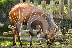 Beautiful animal - big eastern bongo antelope, extremely rare an