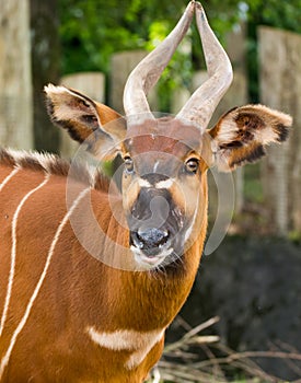 Beautiful animal - big eastern bongo antelope, extremely rare an