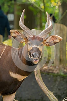 Beautiful animal - big eastern bongo antelope, extremely rare an