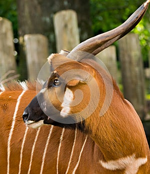 Beautiful animal - big eastern bongo antelope, extremely rare an