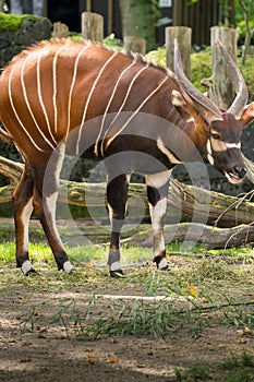 Beautiful animal - big eastern bongo antelope, extremely rare an