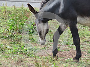 beautiful animal donkey donkey domestic riding walk work grass photo