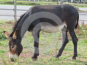 beautiful animal donkey donkey domestic riding walk work grass photo