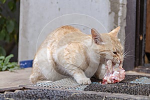 Beautiful animal ginger cat eats meat hungry