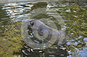 The beautiful Animal hippopotamus in the natural environment farm