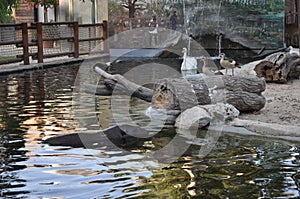 The beautiful Animal hippopotamus in the natural environment farm