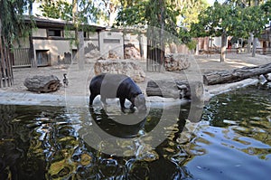 The beautiful Animal hippopotamus in the natural environment farm