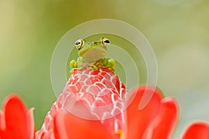 Beautiful animal in jungle, exotic animal from South America. Hypsiboas rufitelus, Red-webbed Tree Frog, tinny amphibian with red