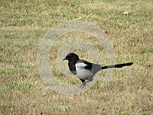 Beautiful animal magpie bird scavenger black and white cunning photo