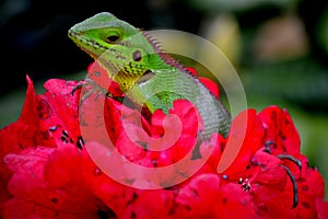 Beautiful animal in nature`habitat.Lizard from forest. on the red flowers on lizard. Calotes Calotes, detail ee portrait of eotic