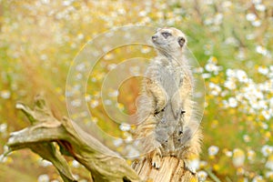 Beautiful animal in the nature habitat. Wildlife scene from nature, funny image. Cute Meerkat, Suricata suricatta, sitting on the