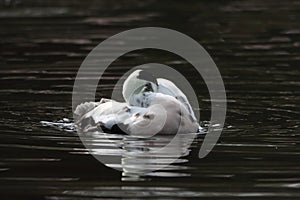 A beautiful animal portrait of an Ancona Duck on a lake