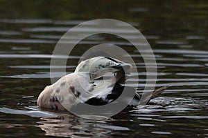 A beautiful animal portrait of an Ancona Duck on a lake