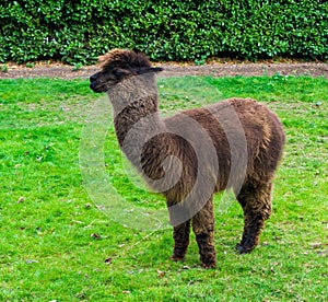 Beautiful animal portrait of a brown suri or huacaya alpaca with long hairy woolen fur standing in the grass