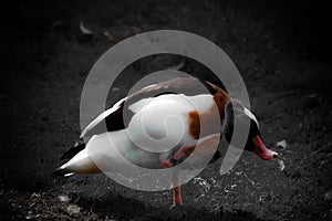 A beautiful animal portrait of a Common Shelduck