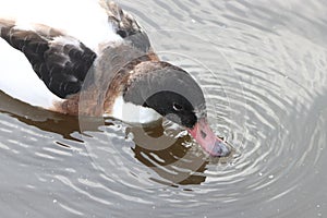 A beautiful animal portrait of a Common Shelduck