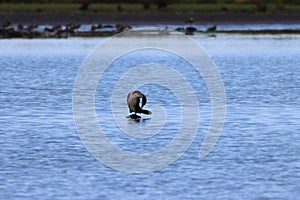 A beautiful animal portrait of a Cormorant perched on a log in a lake on a glorious summer morning