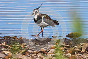 A beautiful animal portrait of a Lapwing bird standing at the edge of a lake