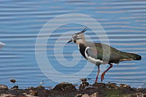 A beautiful animal portrait of a Lapwing bird standing at the edge of a lake