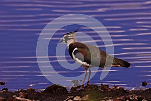 A beautiful animal portrait of a Lapwing bird standing at the edge of a lake