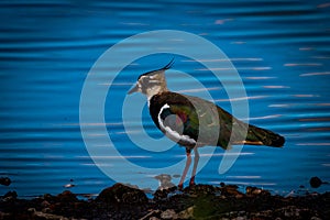 A beautiful animal portrait of a Lapwing bird standing at the edge of a lake