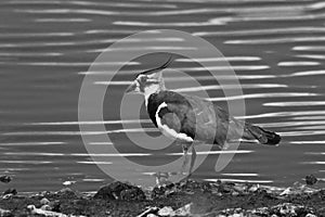 A beautiful animal portrait of a Lapwing bird standing at the edge of a lake