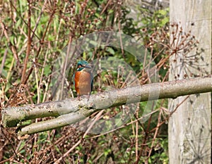 A beautiful animal portrait of a perched Kingfisher standing over a lake