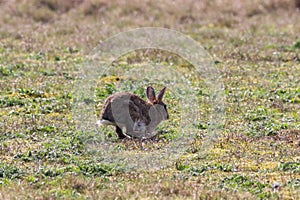 A beautiful animal portrait of a Rabbit - taken on Easter Sunday