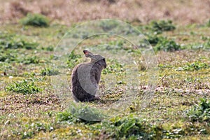 A beautiful animal portrait of a Rabbit - taken on Easter Sunday