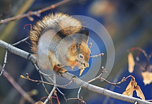 beautiful animal red squirrel in autumn forest sitti