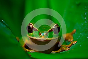 Beautiful animal in tropic forest. Masked Smilisca, Smilisca phaeota, exotic tropic green frog from Costa Rica, close-up