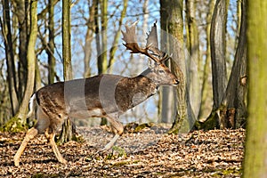 Beautiful animal in a wild forest in nature. Fallow deer Dama dama