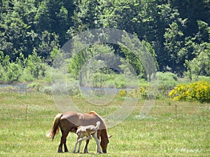 Beautiful animals of different type variety nature example of life photo