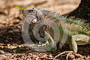 beautiful animals free in their environment to admire and take photos