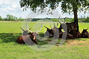 Beautiful Ankole cows on green lawn in safari park