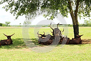 Beautiful Ankole cows on green lawn in safari park