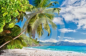 Beautiful Anse Soleil beach with palm tree at Seychelles