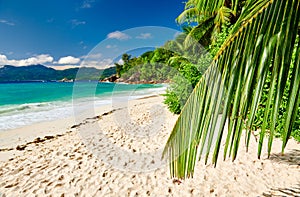 Beautiful Anse Soleil beach with palm tree at Seychelles