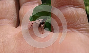 beautiful ant working