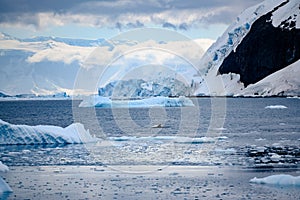 Finfish swimming in Antarctic landscape with icebergs in Southern Ocean, Antarctica photo