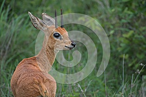 Beautiful antelope against a backdrop of a wide expanse of open grassland.