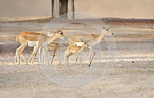 Beautiful antelopes and calves