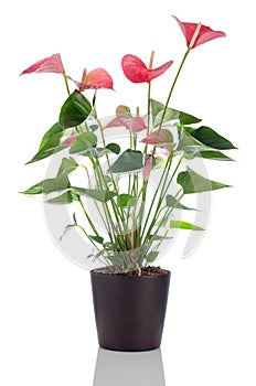 Beautiful Anthedesia anthurium