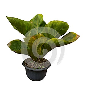 Beautiful anthurium jemani flowers in pots, isolated on white background, clipping path included, can be used as wallpaper, Hight