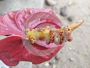 beautiful Anthuriyam flower seeds